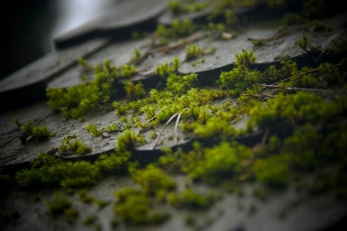 Close view of moss growing between aging roof shingles